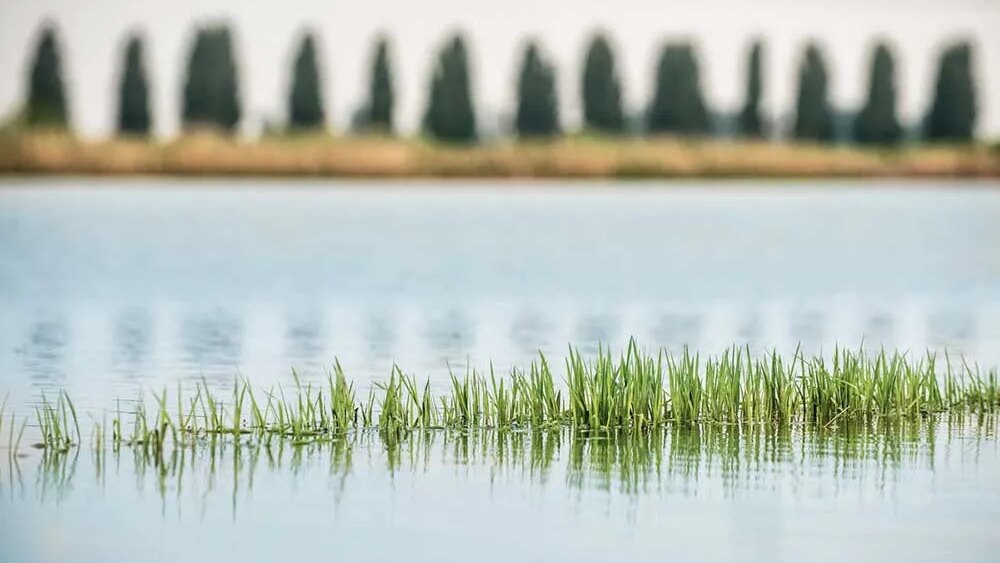 Una striscia di riso verde in mezzo all'acqua di una risaia, e dietro una fila di pioppi sfocati. Qui il colore è quasi tutto: toglilo e resta un campo allagato.