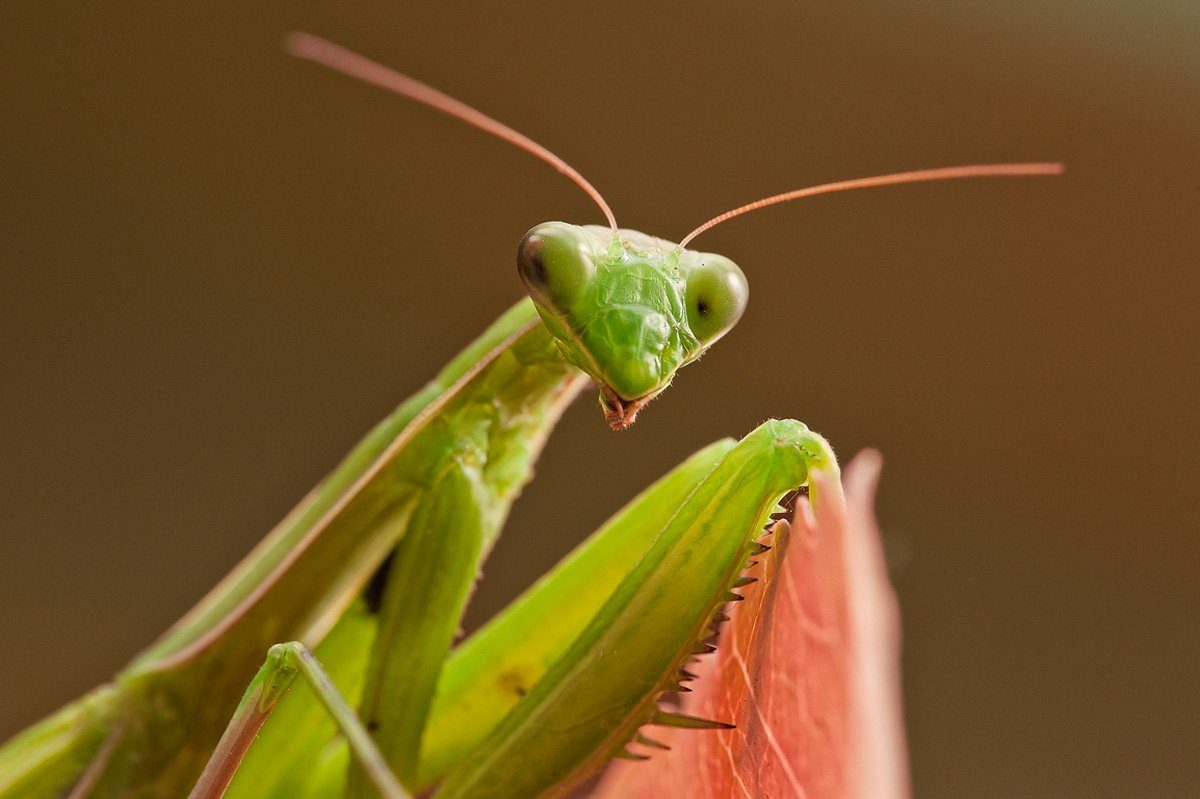 Una mantide religiosa verde su un petalo rosa, ripresa da vicinissimo. Si vedono gli occhi, le lunghe antenne e i dentini sulle zampe anteriori.