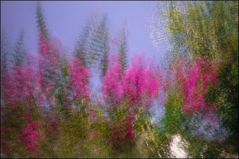 Un pendio di fiori rosa fra l'erba verde, sotto una fascia di cielo lilla. Tutto è allungato in fitte strisce verticali e nessun petalo è definito.