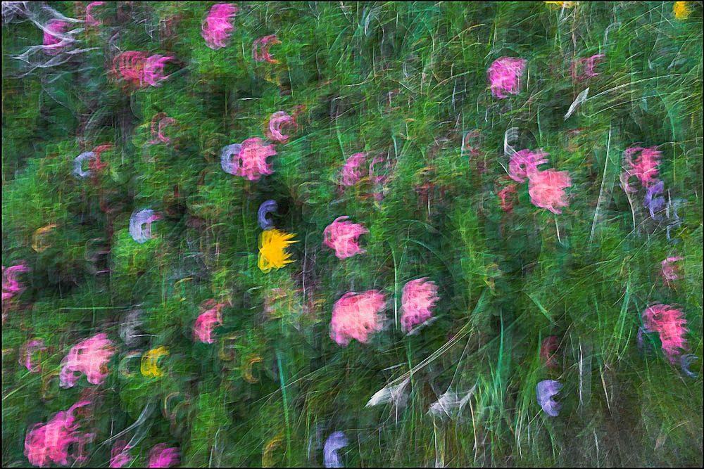 Fiori rosa e lilla allungati in diagonale come macchie di colore, con gli steli d'erba ridotti a righe sottili. Quasi al centro resta un fiore giallo.