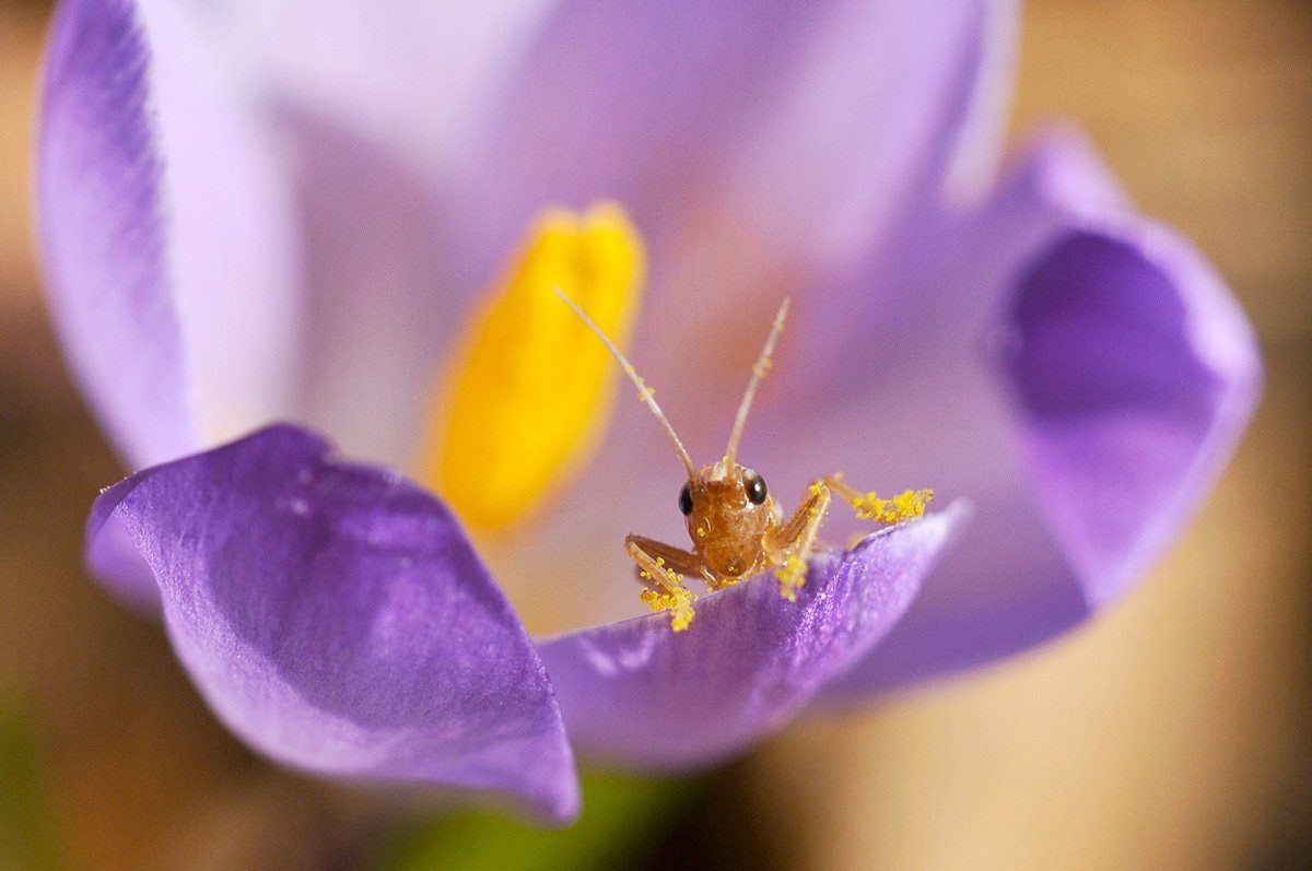 Un piccolo insetto appoggiato su un petalo, dentro un croco viola. Le zampe e le antenne sono cariche di polline.