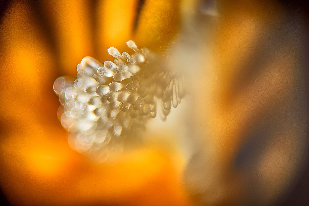 Gli stami di un fiore fotografati molto da vicino. Le punte tonde e chiare sono in primo piano, i petali arancioni intorno sono sfocati.