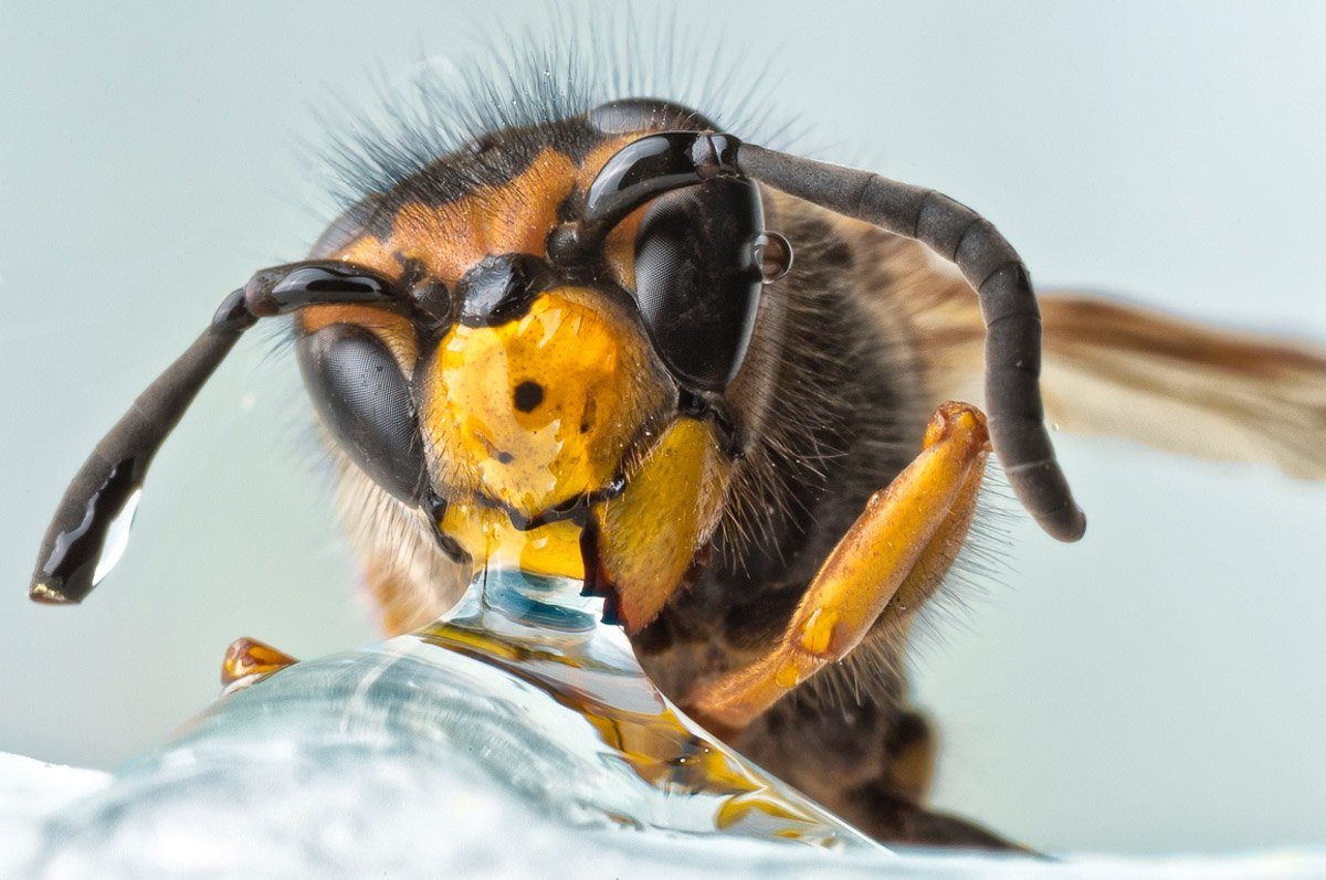 Una vespa beve da una goccia d'acqua. Sulla testa si vedono i peli e sulle antenne ci sono piccole gocce.
